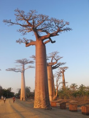 Madagascar Highlight: Rainforest, Baobabs & Tsingy